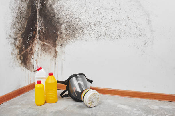 Best White Mold Remediation in Pine Level, NC