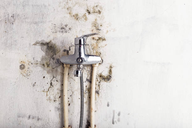 Best Emergency Mold Remediation in Pine Level, NC