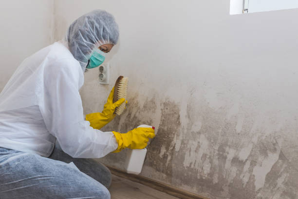 Best DIY Mold Remediation Support Services in Pine Level, NC