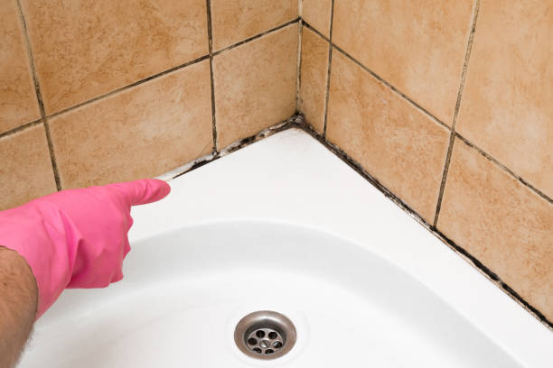 Best Mold Testing and Inspection Services in Pine Level, NC